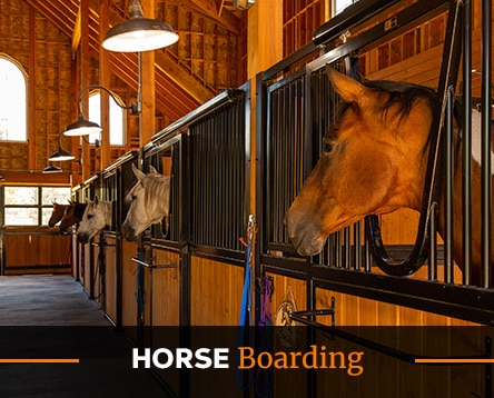 Interior of a rustic horse stable with three horses peeking their heads over the stall doors. The image, reminiscent of traditional designs yet inspired by modern horse arena kits, features wooden walls, arched windows, and overhead lighting. Text at the bottom reads "HORSE Boarding.