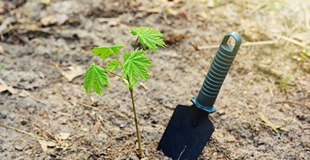 A small green sapling planted in the soil, with a black garden trowel stuck in the ground next to it, under sunlight. The ground is slightly dry with some scattered leaves, reminiscent of an open space where one might build apartment barn kits.