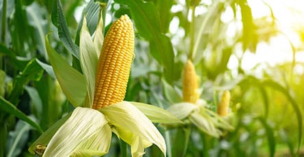 Close-up view of a ripe ear of corn growing in a field. The corn is partially husked, revealing bright yellow kernels. The field is lush with green stalks and leaves, and the scene is illuminated by warm sunlight, reminiscent of the idyllic rural life that inspires our apartment barn kits.