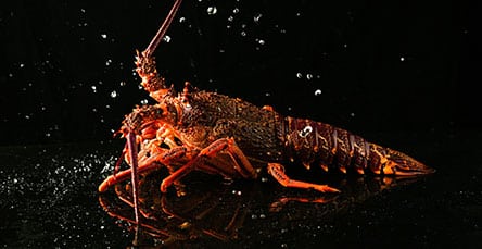 A dark, close-up shot of a lobster on a reflective surface with water droplets splashing around it. The lobster's texture and details are highlighted against a black background, akin to the rugged textures you'd find in rustic barn kits.