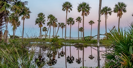 A serene landscape showcasing tall palm trees reflected in a calm body of water at sunset. The sky transitions from pale blue to soft pink, and the green foliage adds contrast to the scene, much like the peaceful surroundings envisioned with our apartment barn kits.