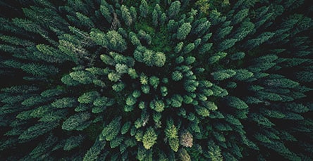 Aerial view of a dense forest with various shades of green. The treetops form a vibrant, textured pattern, creating a natural, leafy canopy reminiscent of apartment barn kits. Some trees are taller, adding depth and contrast to the image. The foliage is lush and abundant, radiating natural beauty.