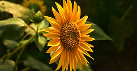 Close-up view of a vibrant yellow sunflower with green leaves, set against a dark background. The petals are spread out radiantly around the textured center, capturing the sunlight and creating a bright, cheerful contrast against the shadowy backdrop, reminiscent of the charm found in apartment barn kits.