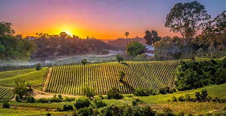 A picturesque sunset illuminates a vibrant vineyard with rows of grapevines stretching into the distance. The sky features hues of yellow and orange. Lush trees surround the vineyard, with rustic barn kits add character, and a hazy mist accentuates the depth of the landscape.