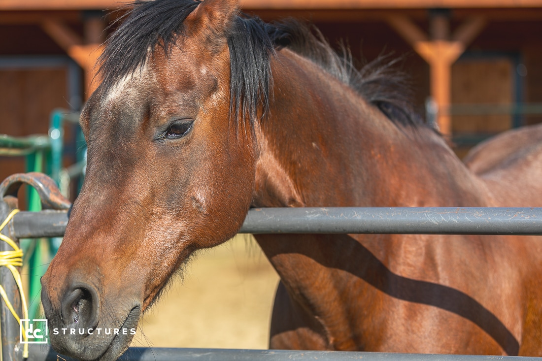 Buena Vista Horse Barn