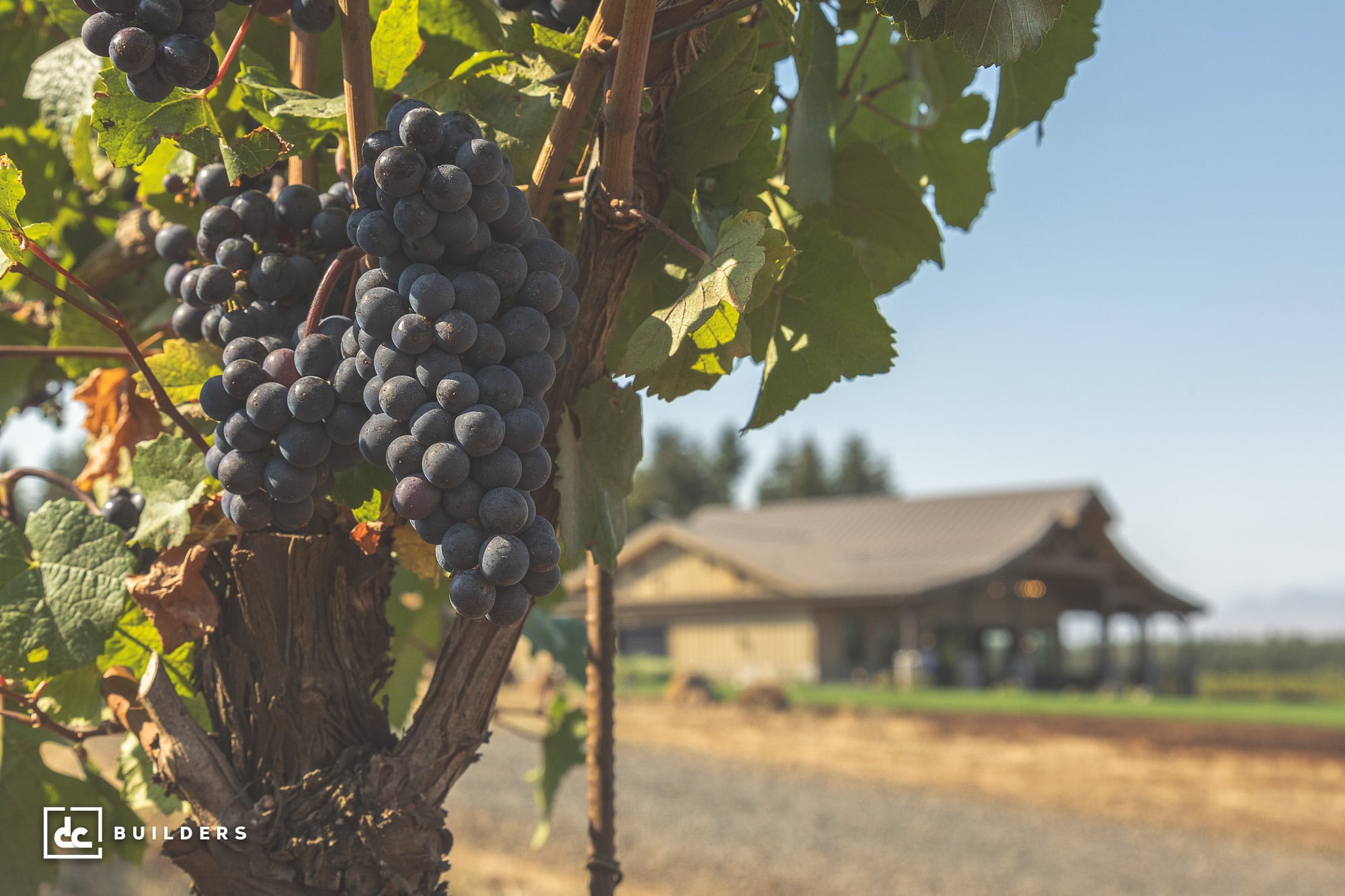 Clusters of ripe, dark purple grapes hang from a vine in the foreground, with a rustic wooden building and clear blue sky blurred in the background. The setting appears to be a vineyard.